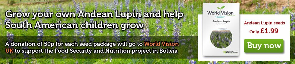 Grow your own Andean Lupin and help South American children grow