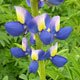 Andean Lupin seeds